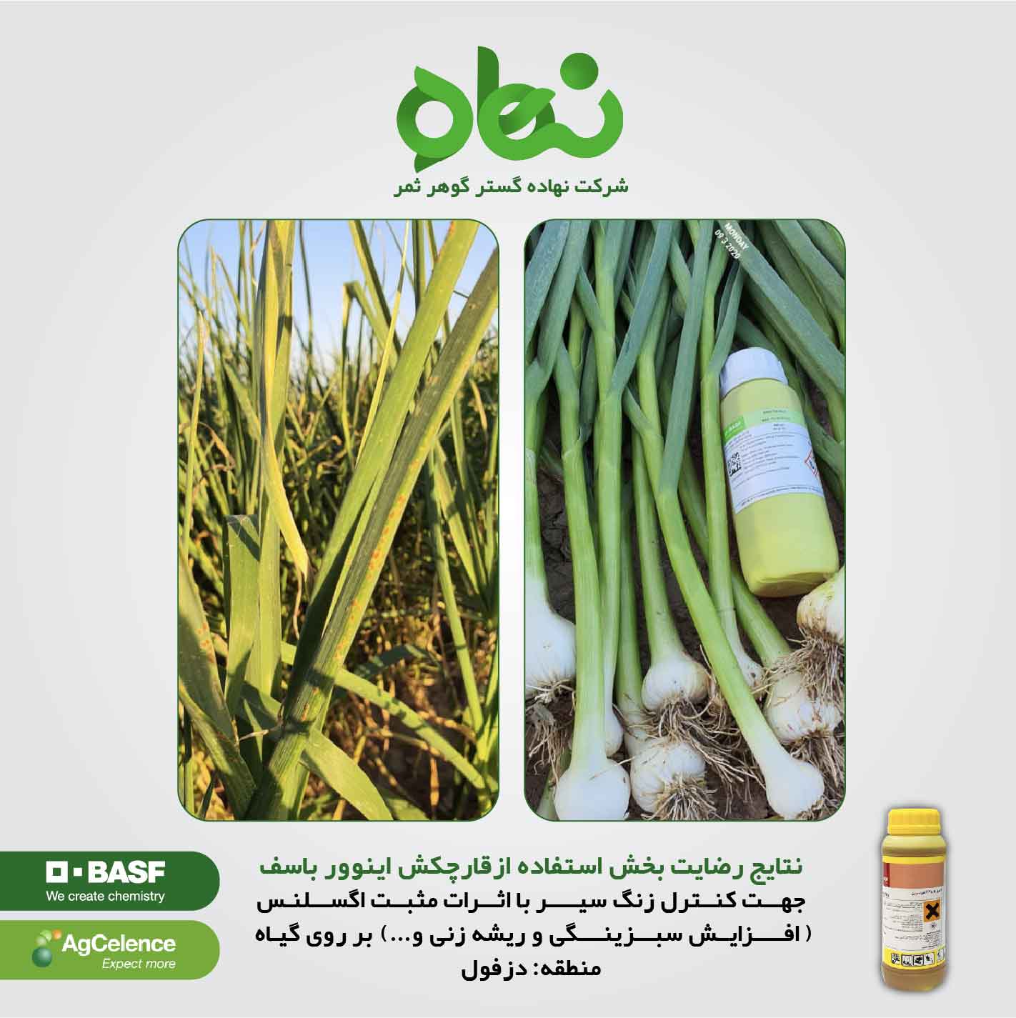 نتایج رضایت بخش استفاده از قارچکش اینوور